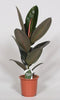 Gummibaum (Ficus Elastica Abidjan) – 60 cm hohe pflegeleichte Zimmerpflanze mit dunklen Blättern.