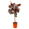 Ficus Elastica Belize begeistert mit seinen auffällig panaschierten Blättern – eine exotische XL Pflanze mit einzigartiger Farbgebung.