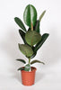 Gummibaum (Ficus Elastica Robusta) – 65 cm hohe pflegeleichte Zimmerpflanze mit glänzenden Blättern.