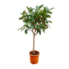 Gummibaum Ficus Elastica Robusta 210 cm – Großer Gummibaum mit glänzenden, dunkelgrünen Blättern. Pflegeleicht und ideal für helle Wohnräume.