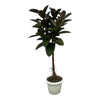 Ficus Elastica Robusta als Gummibaum auf Stamm besticht mit kräftigen, glänzenden Blättern – eine pflegeleichte XL Zimmerpflanze mit tropischem Flair.