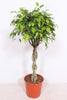 Ficus Exotica, die exotische Birkenfeige, fasziniert mit ihren filigranen Blättern – eine elegante XL Zimmerpflanze für natürliche Leichtigkeit.