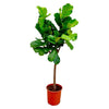 Ficus Lyrata Baum, auch Geigenfeige Baum genannt, beeindruckt mit seinen imposanten, geigenförmigen Blättern – eine perfekte XL Pflanze für große Räume.