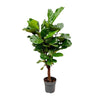 Ficus Lyrata Baum als Geigenfeige auf Stamm kombiniert schlanken Wuchs mit großen, strukturierten Blättern – eine exklusive XL Zimmerpflanze für moderne Wohnbereiche.