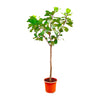 Geigenfeige Ficus Lyrata Baum 300 cm – Majestätischer Feigenbaum mit dichtem Laub. Ideal für großzügige Innenbereiche mit viel Licht.