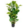 Ficus Lyrata Baum mit seinem aufrechten Stamm und den imposanten Blättern ist eine stilvolle XL Pflanze für lichtdurchflutete Räume.