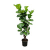 Geigenfeige Ficus Lyrata 170 cm XXL – Grüne Schönheit mit imposanten Blättern. Verleiht Innenräumen ein modernes, tropisches Ambiente.