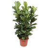Geigenfeige Ficus Lyrata Baum 210 cm – Stilvoller Feigenbaum mit ausladenden Blättern. Bringt tropische Eleganz in moderne Räume.