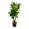 Geigenfeige Ficus Lyrata 200 cm XXL – Großblättrige Zimmerpflanze mit natürlicher Eleganz. Ein Highlight für stilvolle Wohnbereiche.