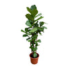 Geigenfeige Ficus Lyrata 230 cm XXL – Imposante Feigenpflanze mit großen, geigenförmigen Blättern. Bringt tropisches Flair ins Zuhause.