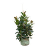 Ficus Lyrata, die verzweigte Geigenfeige, fasziniert mit ihren großen, geigenförmigen Blättern – eine beeindruckende XL Zimmerpflanze für ein stilvolles Ambiente.