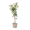 Gummibaum Ficus Tineke 220 cm XXL – Pflegeleichte Pflanze mit auffällig panaschierten Blättern. Ideal für helle Wohn- und Büroräume.