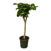 Ficus Nitida Baum, auch Indischer Lorbeerbaum genannt, besticht mit dichtem, glänzendem Laub – eine imposante XL Zimmerpflanze für Innenräume und Wintergärten.