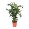 Fischschwanzpalme (Caryota Mitis) – 110 cm hohe exotische Pflanze mit farnartigen Wedeln für Innenräume.