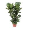 Geigenfeige (Ficus Lyrata) – 100 cm hohe dekorative Pflanze für Büro mit großen, geäderten Blättern.