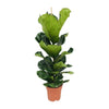 Geigenfeige (Ficus Lyrata) – 100 cm hohe dekorative Zimmerpflanze mit großen Blättern, ideal für Wohnräume und Büros.