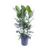 Geigenfeige (Ficus Audrey) – 105 cm hohe Pflanze für Zuhause mit samtigen, dunkelgrünen Blättern.