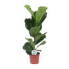 Geigenfeige (Ficus Lyrata) – 60 cm hohe dekorative Zimmerpflanze mit großen, grünen Blättern.