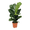 Geigenfeige (Ficus Lyrata) – 75 cm hohe dekorative Pflanze für Zuhause, ideal als pflegeleichte Zimmerpflanze.
