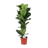Geigenfeige (Ficus Lyrata) – 90 cm hohe dekorative Zimmerpflanze mit imposantem Blattschmuck.