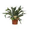 Geweihfarn (Platycerium Bifurcatum) – 80 cm hohe Hängepflanze mit einzigartig geformten Blättern.