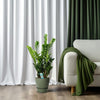 Glücksfeder (Zamioculcas) – 100 cm hohe pflegeleichte Pflanze für Zuhause mit glänzend grünen Blättern.
