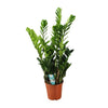 Glücksfeder (Zamioculcas) – 100 cm hohe pflegeleichte Pflanze für Zuhause, robust und elegant.