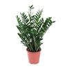 Glücksfeder (Zamioculcas Zamiifolia) – 100 cm hohe pflegeleichte Zimmerpflanze mit luftreinigenden Eigenschaften.
