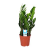 Glücksfeder (Zamioculcas Zamiifolia) – 60 cm hohe pflegeleichte Zimmerpflanze mit glänzend grünen Blättern.