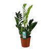 Glücksfeder (Zamioculcas Zamiifolia) – 65 cm hohe pflegeleichte Zimmerpflanze mit glänzend grünen Blättern.