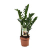 Glücksfeder (Zamioculcas Zamiifolia) – 70 cm hohe robuste Pflanze für Zuhause, pflegeleicht und elegant.