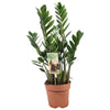 Glücksfeder (Zamioculcas Zamiifolia) – 70 cm hohe pflegeleichte Zimmerpflanze mit glänzend grünen Blättern.