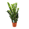 Glücksfeder (Zamioculcas Zamiifolia) – 95 cm hohe dekorative Zimmerpflanze mit glänzend grünen Blättern.