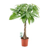 Glückskastanie (Pachira Aquatica) – 80 cm hohe Pflanze für Büro mit geflochtenem Stamm und exotischem Look.
