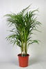 Goldfruchtpalme (Dypsis Lutescens) – 100 cm hohe luftreinigende Pflanze für Wohnzimmer und Büro.
