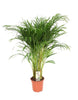 Goldfruchtpalme (Dypsis Lutescens) – 110 cm hohe luftreinigende Pflanze, ideal für Wohnzimmer und Büro.