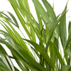 Goldfruchtpalme (Dypsis Lutescens) – 60 cm hohe elegante Palme mit weichen, leicht überhängenden Blättern.
