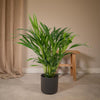 Goldfruchtpalme (Dypsis Lutescens) – 60 cm hohe luftreinigende Pflanze, die tropisches Flair in Innenräume bringt.