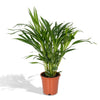 Goldfruchtpalme (Dypsis Lutescens) – 60 cm hohe Pflanze für Innenräume, luftreinigend und pflegeleicht, ideal für Wohnzimmer.