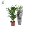 Goldfruchtpalme (Dypsis Lutescens) – 65 cm hohe dekorative Zimmerpflanze mit luftreinigenden Eigenschaften.