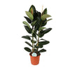 Gummibaum (Ficus Elastica Robusta) – 110 cm hohe pflegeleichte Pflanze für Zuhause mit großen, glänzenden Blättern.