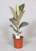 Gummibaum (Ficus Elastica Tineke) – 60 cm hohe dekorative Zimmerpflanze mit panaschierten Blättern.