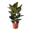 Gummibaum (Ficus Elastica Robusta) – 80 cm hohe dekorative Zimmerpflanze mit glänzenden, grünen Blättern.