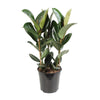 Gummibaum (Ficus Elastica Robusta) – 85 cm hohe Pflanze für Zuhause mit glänzenden, grünen Blättern.