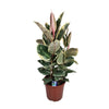 Gummibaum (Ficus Elastica Tineke) – 85 cm hohe Zimmerpflanze mit attraktiven, bunten Blättern.