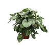 Ficus Umbellata Baum, die Schirm-Feige auf Stamm, setzt mit ihren großen, runden Blättern moderne grüne Akzente in Wohnräumen und Büros.