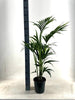 Kentia-Palme (Howea Forsteriana) – 110 cm hohe elegante Zimmerpflanze mit langen, geschwungenen Wedeln.