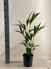 Kentia-Palme (Howea Forsteriana) – 90 cm hohe pflegeleichte Zimmerpflanze mit eleganten Wedeln.