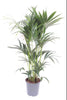 Howea Forsteriana, auch als Kentia-Palme bekannt, ist eine zeitlose XL Pflanze mit tropischem Charme für moderne Wohn- und Arbeitsbereiche.