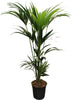 Homalomena Rubescens Maggy ist eine edle XL Pflanze mit herzförmigen Blättern, die eine beruhigende und stilvolle Atmosphäre schafft.